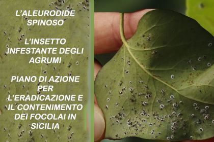 L’ Aleurodide Spinoso è presente anche in Sicilia – L’Insetto Infestante degli Agrumi