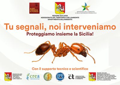 Formica de foco