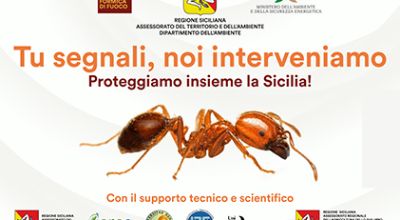 Formica de foco